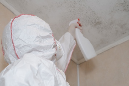 mold removal and remediation