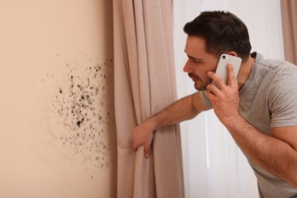 mold removal and remediation northville 