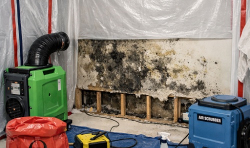 mold remediation