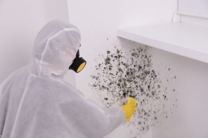 mold removal and remediation canton
