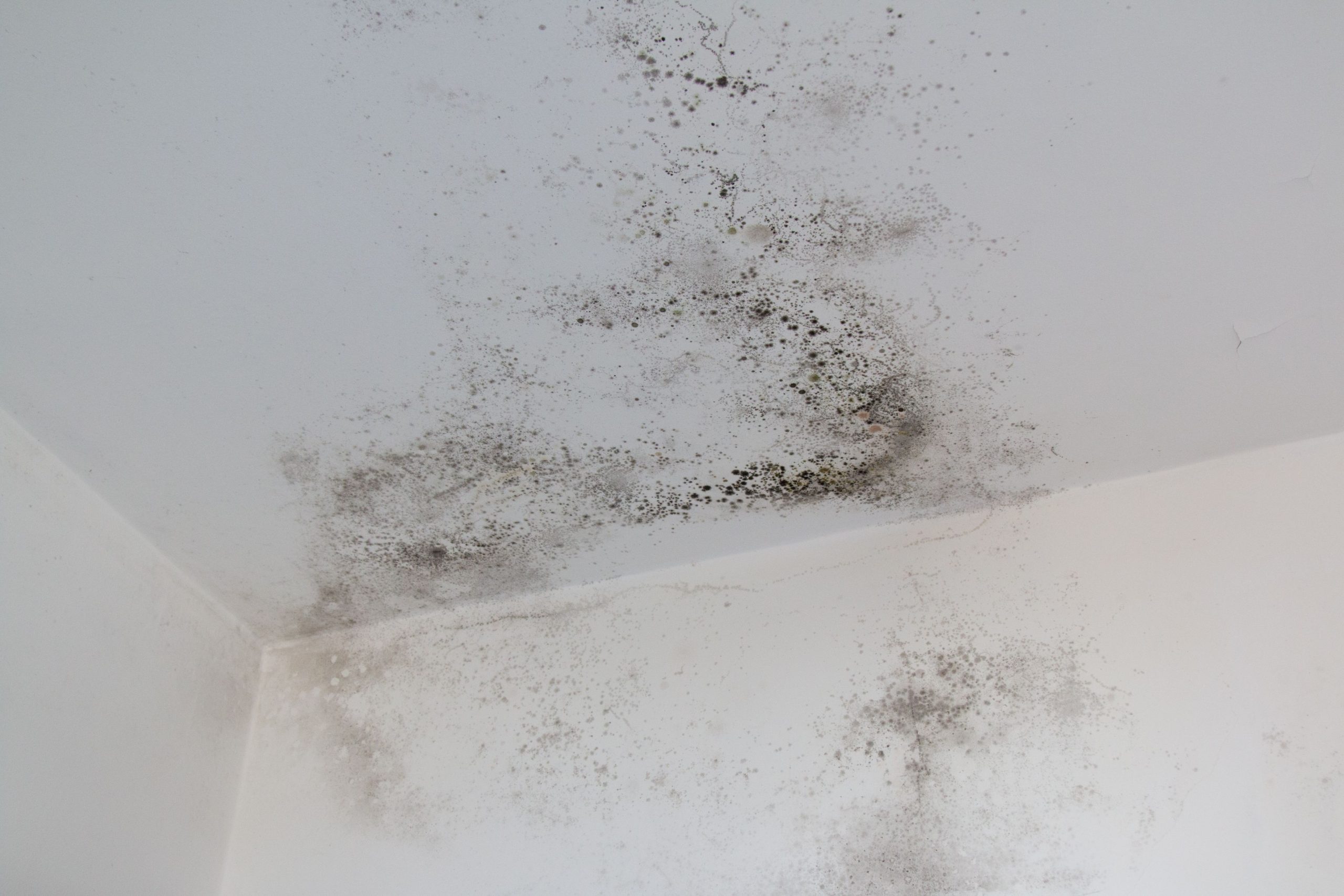 mold removal and remediation