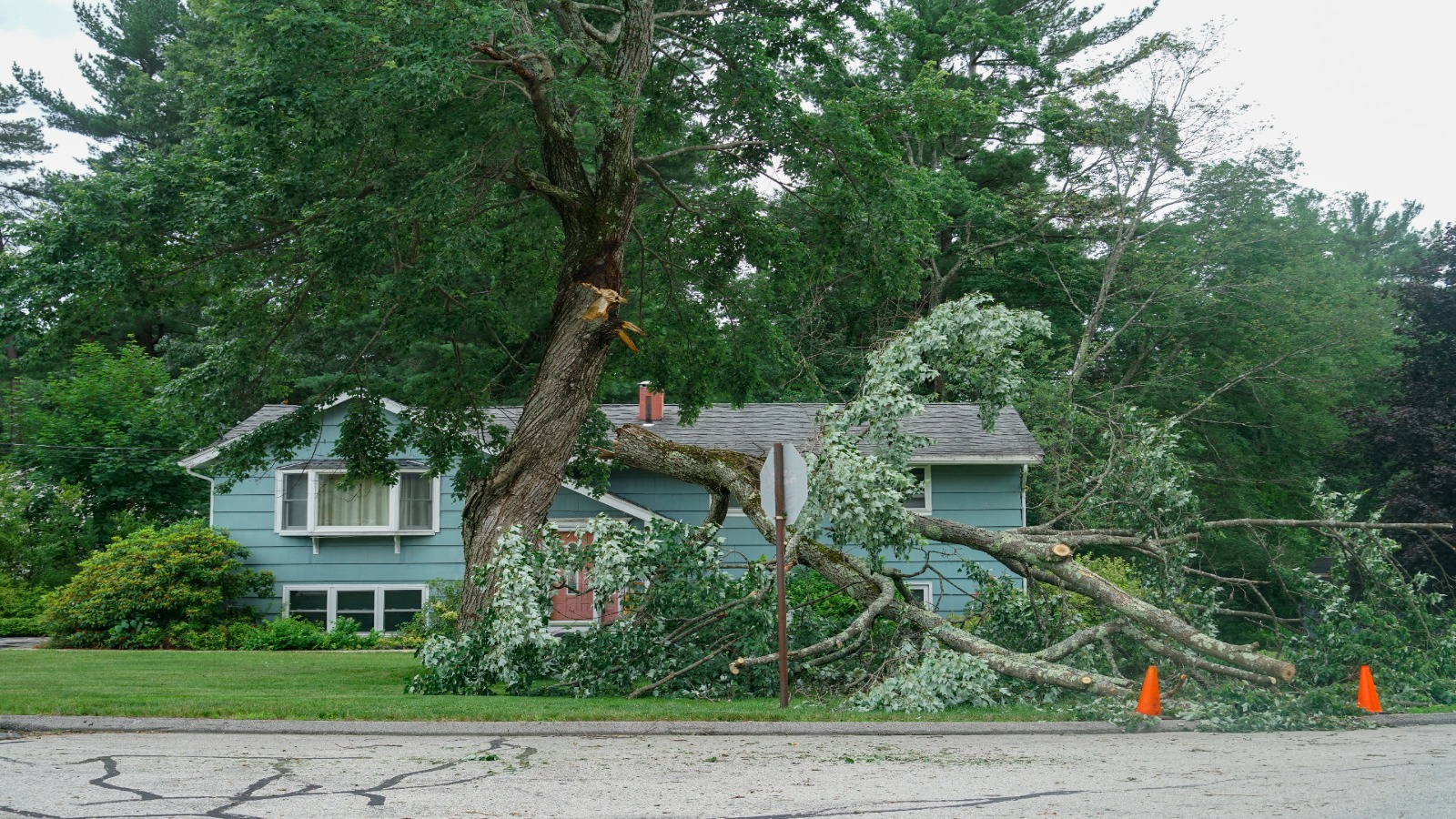 tree damage